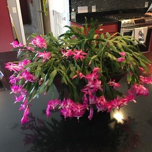 Meet your Posher, Sylvia